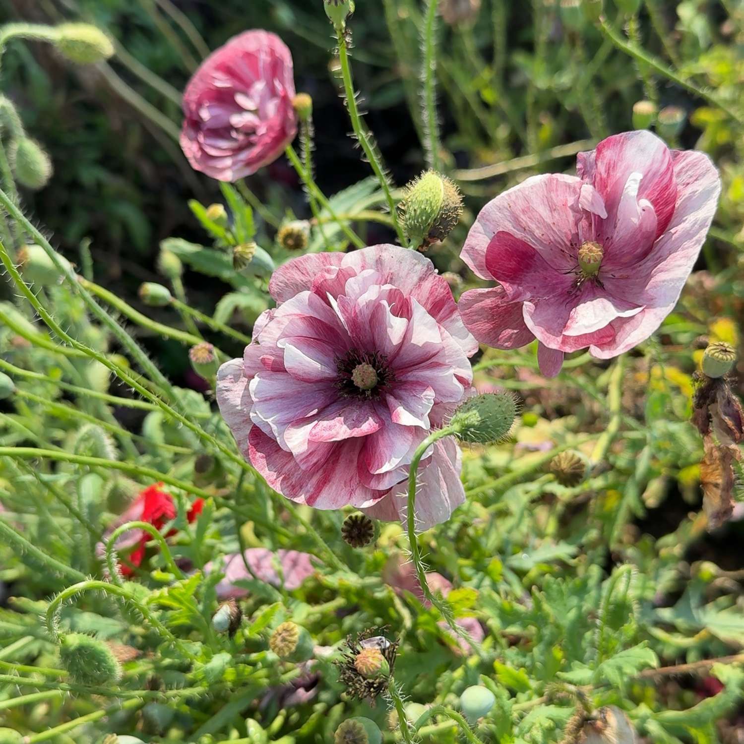 Coquelicot 'Pandora' (graines)